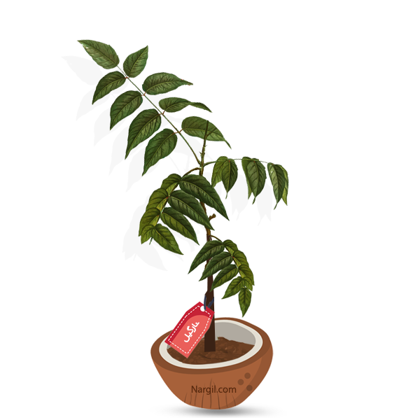  Nargil - Tree- of- Heaven